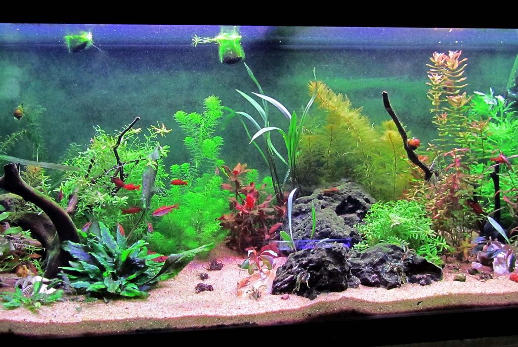 2 - planted tank on February 8, 2022