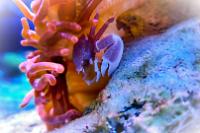 Spotted Porcelain Crab