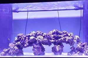 DJ Ant-Lo's 120 g Aquarium Thumbnail