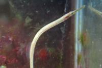 Gulf Pipefish