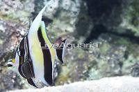 Moorish Idol