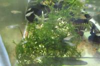 Java Moss Thumbnail