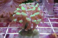 Hammer Anchor Coral Thumbnail