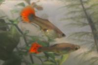 Guppy - Koi hybrid female