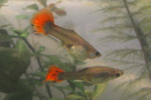 Guppy - Koi hybrid female Thumbnail