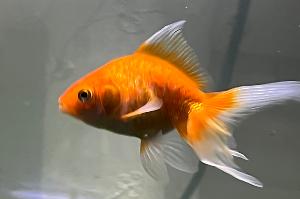 fancy goldfish Thumbnail