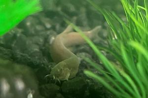 kuhli loach Thumbnail