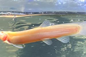 albino dojo loach Thumbnail