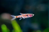 Pygmy Rasbora Thumbnail