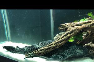 Common Pleco Thumbnail