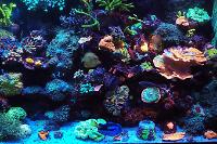 My Aquarium on March 1, 2022