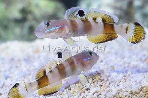 Tiger Watchman Goby Thumbnail