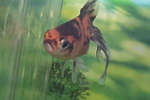 baby fantail goldfish Thumbnail