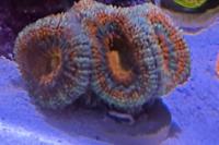 Acan Thumbnail