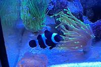 Onyx Darwin clownfish Thumbnail