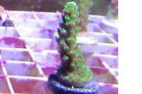 Bali Green Slimer Thumbnail