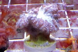 Branching Blastomussa Coral Thumbnail