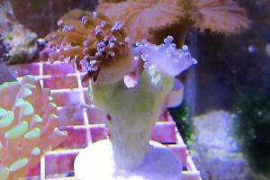 Frogspawn Thumbnail