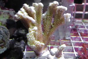 Montipora spongodes Thumbnail