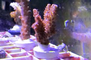 Purple Garf Bonsia Coral Thumbnail