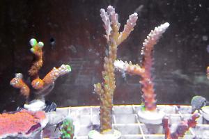 Staghorn Acropora Thumbnail