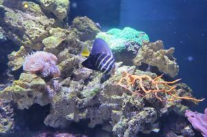 Sailfin Tang Thumbnail