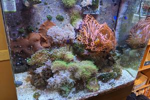 Dr. Chris's Redsea on Mar 11, 2022