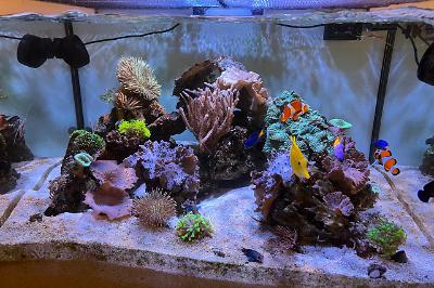 Ale’s Reef on Mar 13, 2022