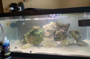 40 Gallon Breeder Thumbnail