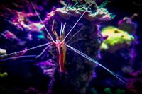 Red Line Cleaner Shrimp Thumbnail