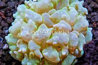 Green Pearl Bubble Coral Thumbnail