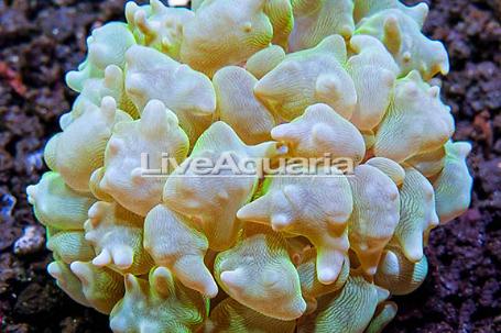 Green Pearl Bubble Coral Thumbnail