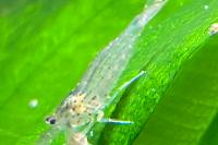 Amano Shrimp