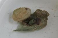 Crossbarred Venus Clam Thumbnail