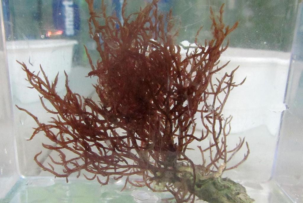 Gulf Red macroalgae