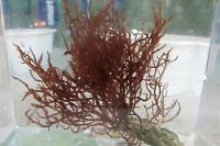 Gulf Red Macroalgae Thumbnail