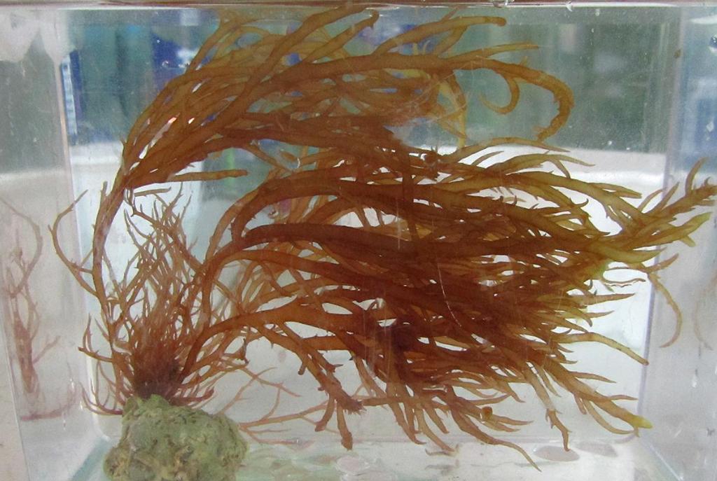 Gulf orange thick tube macroalgae