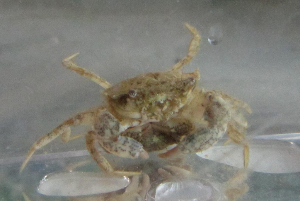 Gulf grassflat crab