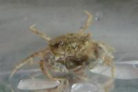 Gulf Grassflat Crab Thumbnail