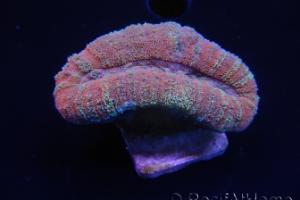 Lobophyllia Thumbnail