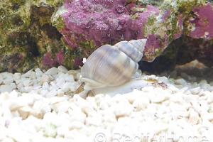 Nassarius coronatus Thumbnail