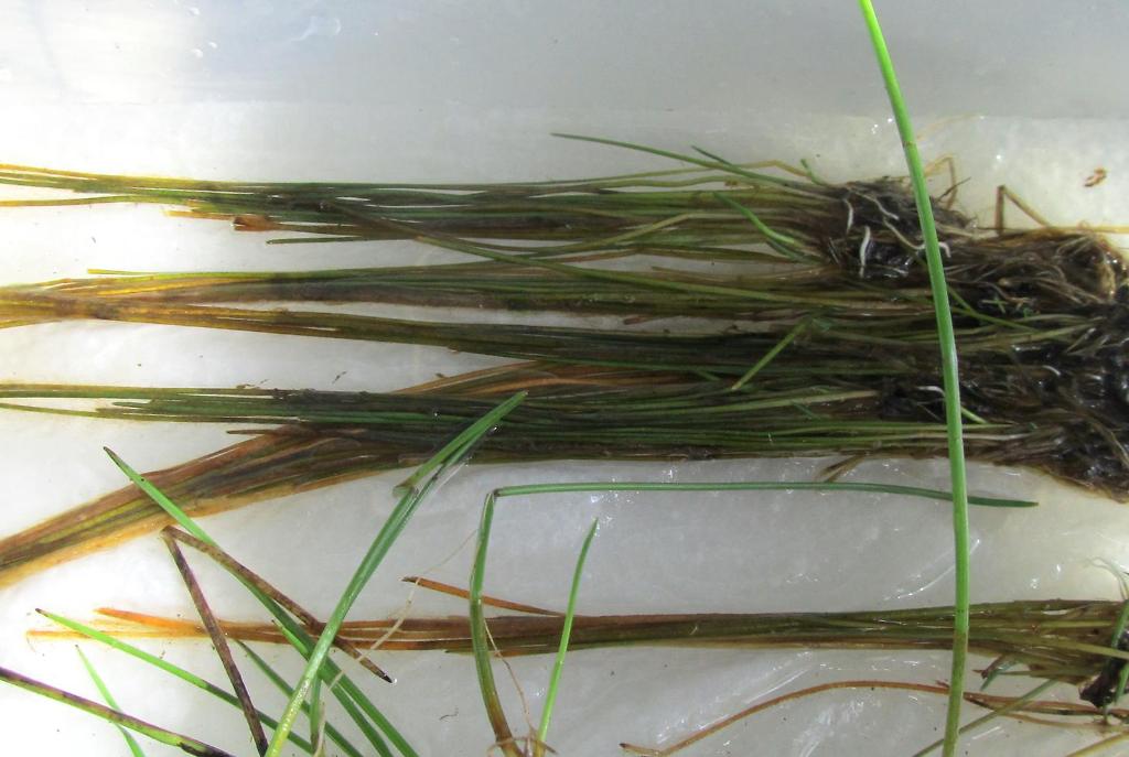 Unknown Eleocharis Med (spike rush)