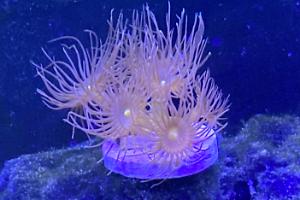 Yellow parazoanthus polyps Thumbnail