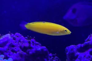 Yellow wrasse Thumbnail