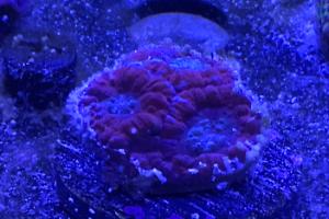 Rainbow acan Thumbnail