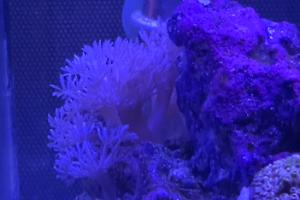 Pulsing xenia Thumbnail