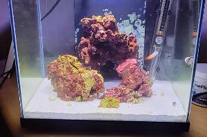 3 Gal. Betta Thumbnail