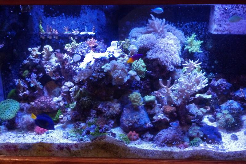 My 90 Gallon Thumbnail