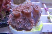 Pagoda Cup Coral Thumbnail