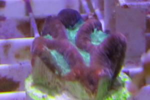 Brain Worm Platygyra Coral Thumbnail